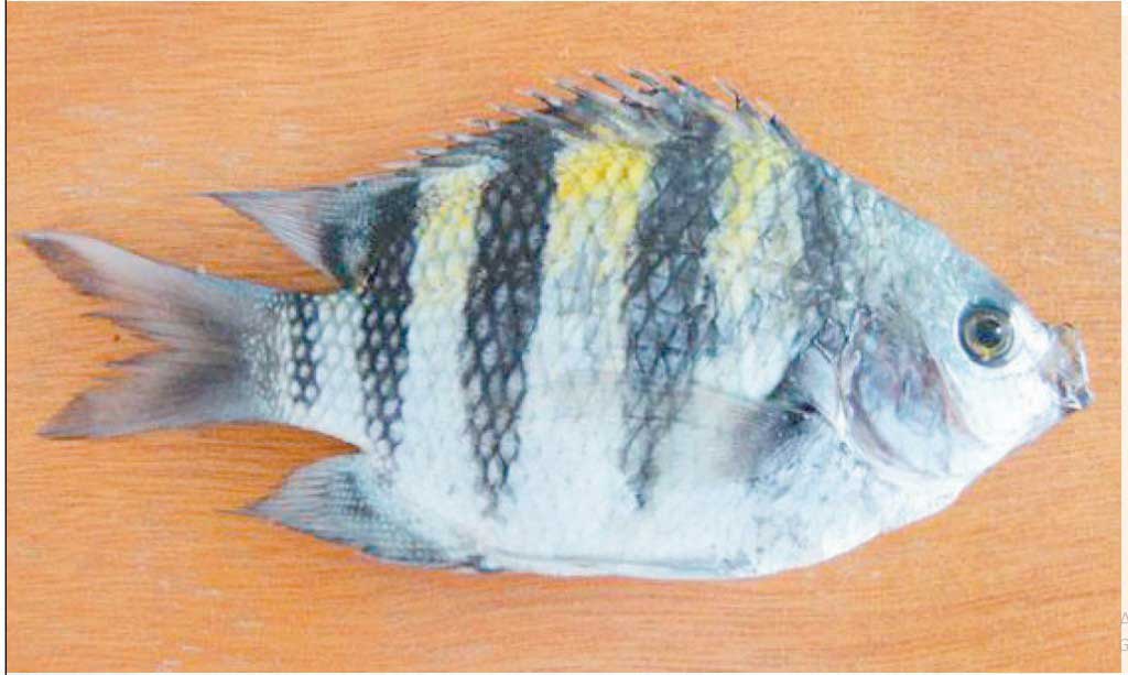 Ikan-Jorani