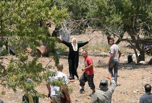 PBB Catat 33 Serangan Pemukim Liar Israel terhadap Petani Zaitun Palestina selama Oktober