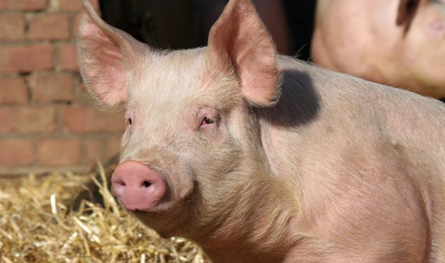 TERJANGKIT FLU BABI, 100 RIBU AYAM TERNAK ISRAEL DIEKSEKUSI