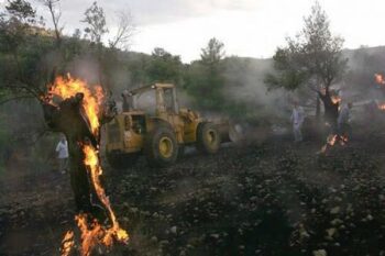 Pemukim Israel Bakar Puluhan Pohon Zaitun Palestina di Desa Burin