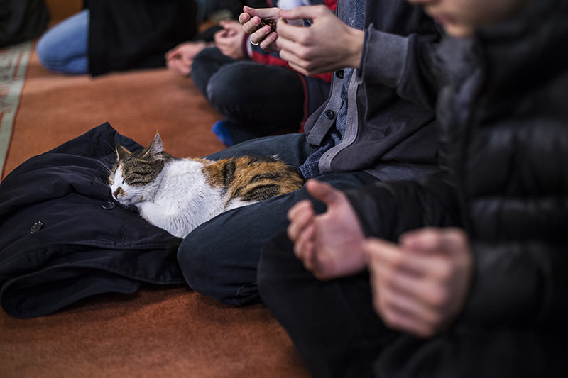 Kucing-Kucing Pun ‘Beribadah’ di Masjid Turki