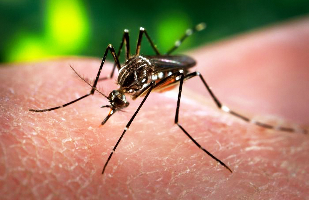 Indonesia, Harus Waspada Pada Virus Zika
