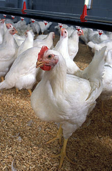 Komisi IV DPR : Harga Daging Ayam Anjlok, Mendag Harus Bertindak Cepat