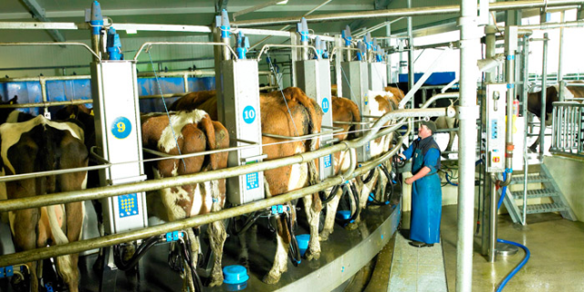 Produsen Susu Selandia Baru Minati Perluasan Investasi Peternakan Sapi Perah