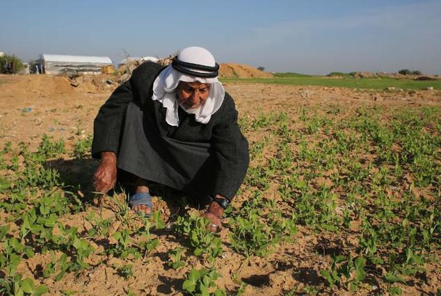Lagi Bekerja di Pertaniannya, Pria Palestina Ditembak Tentara Israel