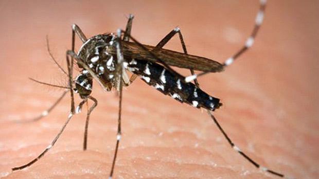 Pemerintah Temukan Cara Baru Basmi Nyamuk Demam Berdarah