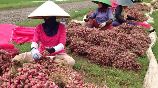 Kondisi Ekonomi Petani Bawang Indonesia Tak Stabil