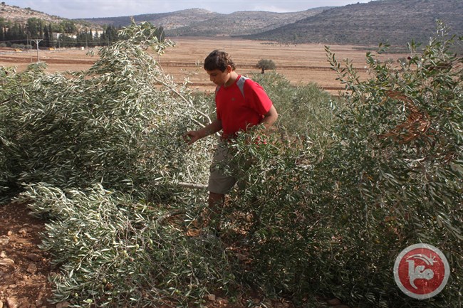 Pemukim Yahudi Kembali Rusak 700 Bibit Pohon Zaitun dan Pohon Almond