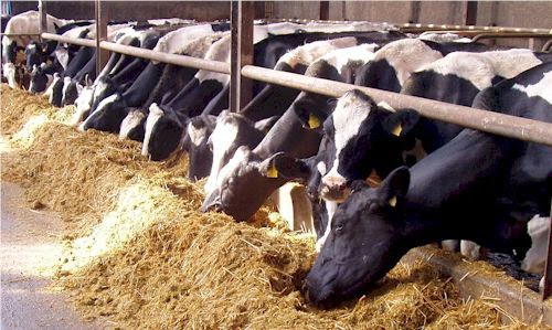 Kementan Dorong Peningkatkan Produksi dan Konsumsi Susu Dalam Negeri