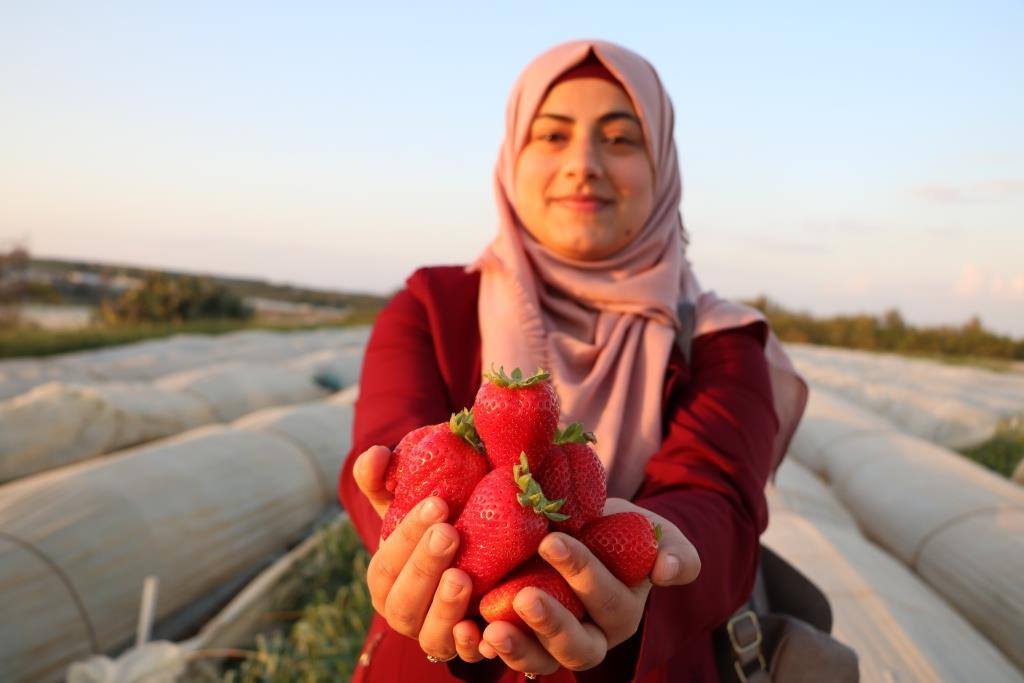 Harapan Tinggi Petani Palestina di Musim Panen Stroberi