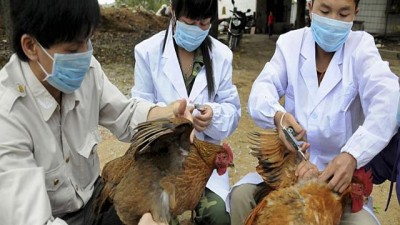 Wabah Flu Burung Menyebar di Filipina