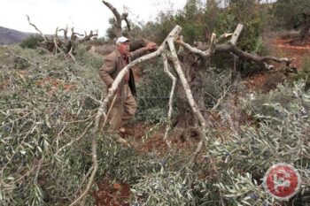 Pemukim Israel Babat Pohon Zaitun Milik Warga Palestina di Nablus