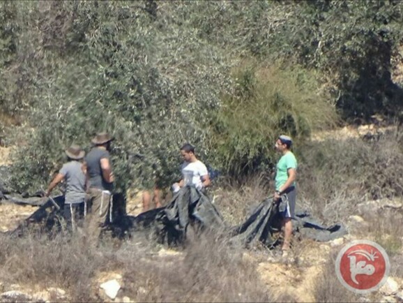 Pemukim Israel Serang Petani-Petani Palestina Saat Memanen Zaitun