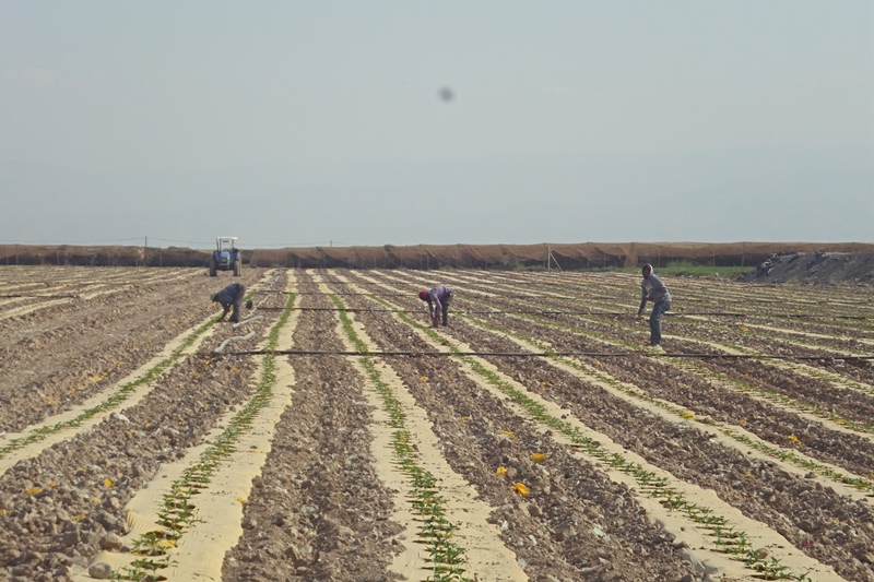 Serikat Petani Palestina Serukan Dukungan Untuk Petani di Lembah Yordan