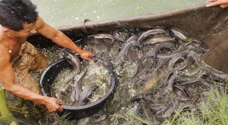 Konsumsi Ikan Masyarakat Indonesia Naik Tiap Tahun