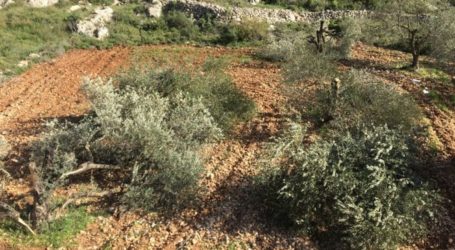 Pemukim Ilegal Israel Terus Tebang Pohon Zaitun Warga Palestina