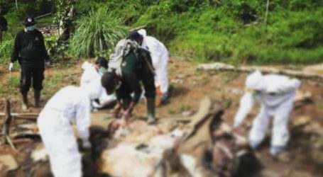 Gajah Betina 20 Tahun Ditemukan Mati di Hutan Bengkulu