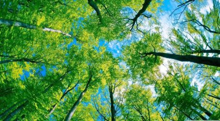 Khubah Jumat LPLH & SDA MUI: Tugas Manusia dalam Memelihara Lingkungan Hidup