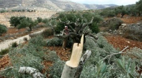 Pemukim Israel Tebang Puluhan Pohon Zaitun di Dekat Betlehem