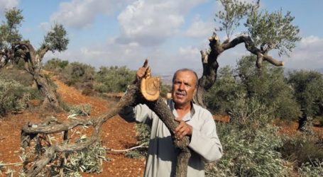 Pemukim Tebang dan Curi Ratusan Pohon Zaitun Palestina