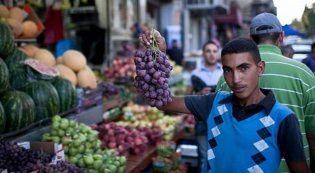 Panen Angggur di Jalur Gaza Diperkirakan Capai 7000 Ton
