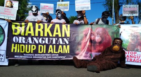 Forum Orang Utan Aceh Sengketa Informasi Dengan Dinas Pertanian dan Perkebunan