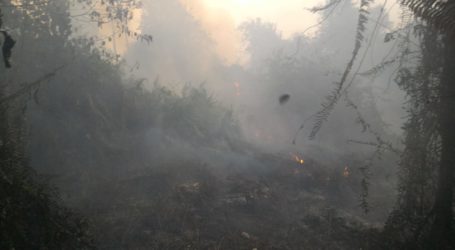 Selama 2019, 843 Hektar Lahan di Riau Terbakar 