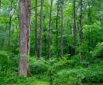 Webinar IRI Indonesia Bahas Peran Masyarakat Adat Nusantara Jaga Hutan Tropis
