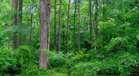 Madani Berkelanjutan Minta Capaian Penurunan Deforestasi 2021-2022 Patut Diselisik Lebih Lanjut