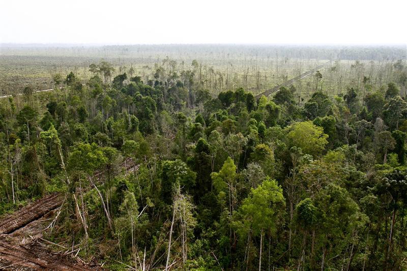 Clearing forests