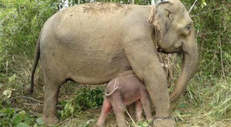 KSDAE Usul Dua Nama untuk Bayi Gajah, Cut Nyak atau Boni