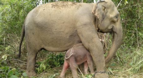 Suci, Gajah Jinak di CRU Alue Kuyun Melahirkan Anak Kedua