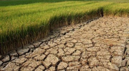 BMKG: Fenomena El Nino dan IOD Positif Ancaman Gagal Panen Akibat Kekeringan