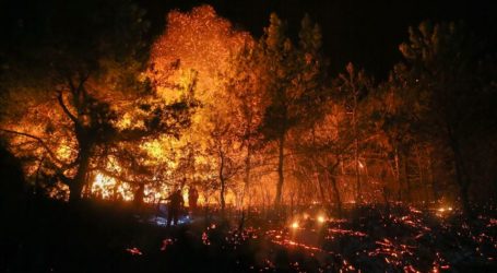 Kebakaran Hutan di Turki, 500 Hektare Hangus