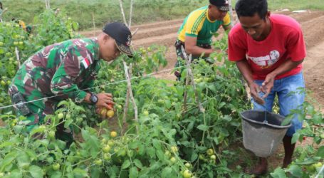 Prajurit TNI Bantu Panen Tomat di Kampung Sota Merauke