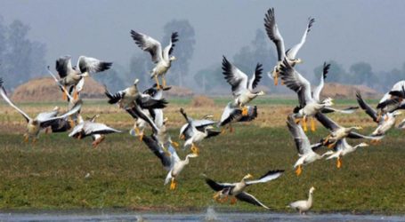 Burung-Burung Migrasi di Kashmir Terancam Perburuan Liar