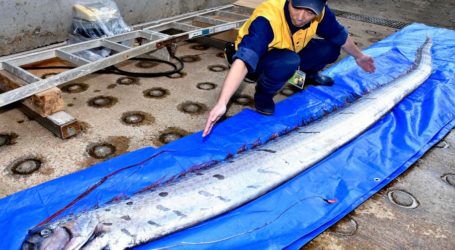 BMKG: Munculnya Ikan Dalam di Permukaan Laut Bukan Tanda Gempa Besar