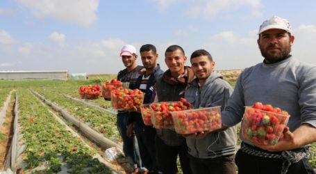 Gaza Ekspor Stroberi ke UEA dan Bahrain untuk Pertama Kalinya