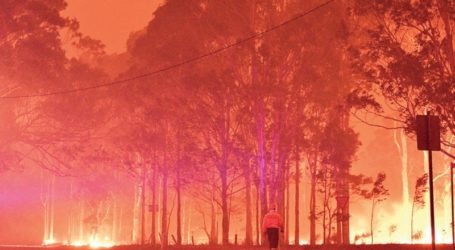Kebakaran Tewaskan Satwa Liar Asli Australia