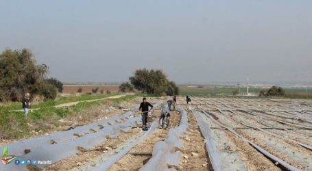 Israel Banjiri Pertanian Gaza dengan Air Limbah