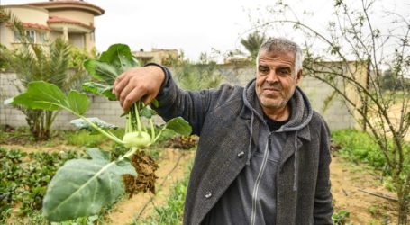 Pertama Kalinya Petani Gaza Sukses Tanam Kohlrabi