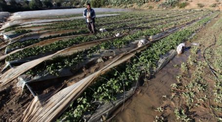 Sektor Pertanian Gaza Rugi Hingga USD1.3 Juta Akibat Agresi Israel
