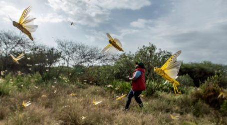Kenya Kerahkan Pesawat Siram Miliran Belalang