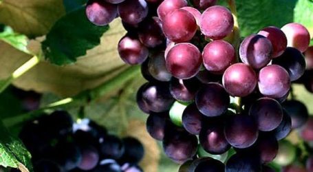 Pemukim Israel Potong 200 Pohon Anggur Milik Petani Palestina