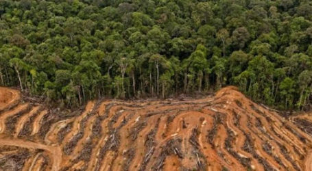 Yayasan Madani Berkelanjutan: Pembangunan Ekonomi Tanpa Merusak Hutan