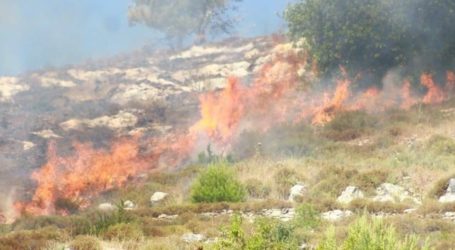Pemukim Israel Bakar Lagi Puluhan Pohon Zaitun di Nablus