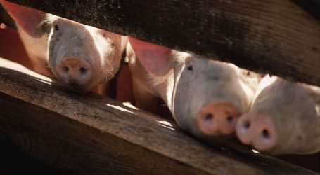 Dosen IPB University Ingatkan Tetap Waspadai Flu Babi Jenis Baru