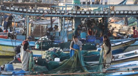 Nelayan Gaza Tangkap 73 Tuna Raksasa Meski Laut Dijaga Ketat Israel