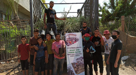Lampaui Target, Wakaf Zaitun untuk Warga Gaza Capai 2.500 Pohon