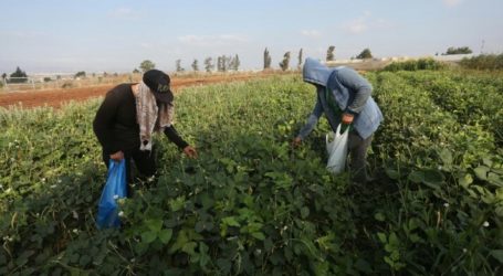 Warga Palestina Galakan Pertanian Organik